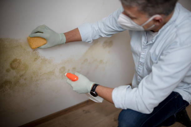 Best Basement Mold Remediation in Rose Hill, NC