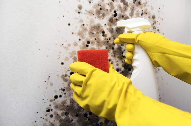Best White Mold Remediation in Rose Hill, NC