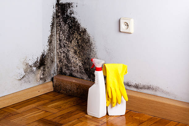 Best Attic Mold Remediation in Rose Hill, NC